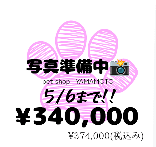 岡山県の豆柴 (アミーゴ中庄店/2025年2月17日生まれ/女の子/レッド)の子犬